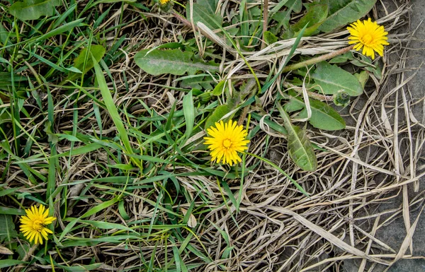 Die Ersten Löwenzahne Unter Trockenem Gras Der Schnee Ist Geschmolzen — Stockfoto