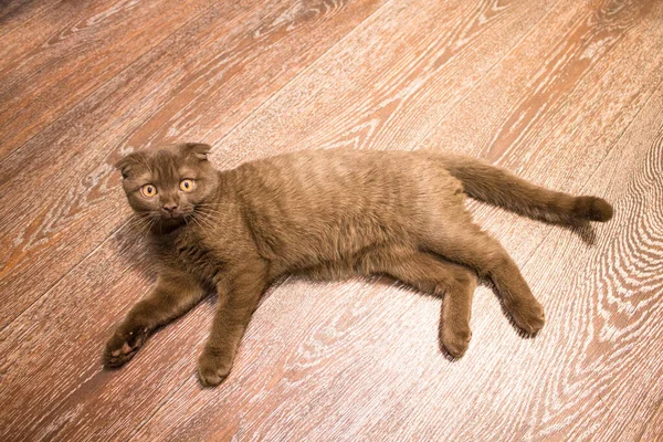 一只长着短耳朵的灰猫躺在地板上 一只黄眼睛灰白头发的猫 苏格兰卷毛猫 — 图库照片
