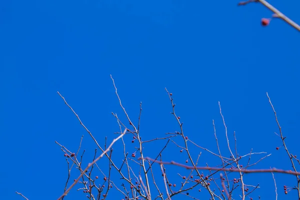 Vacker Blå Molnfri Himmel Med Grenar Utan Blad — Stockfoto