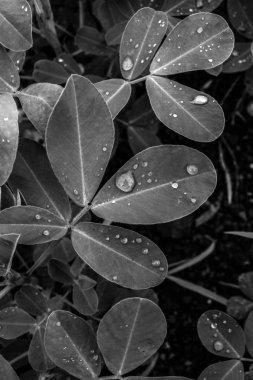 Güzel yapraklar üzerinde su damlacıkları