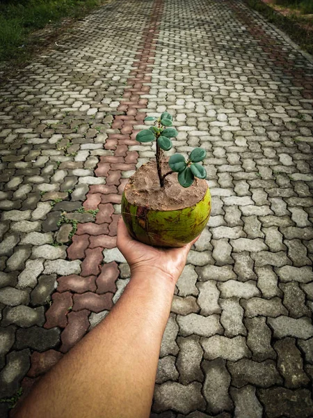 Hindistan cevizli incir ağacının bonsai 'si