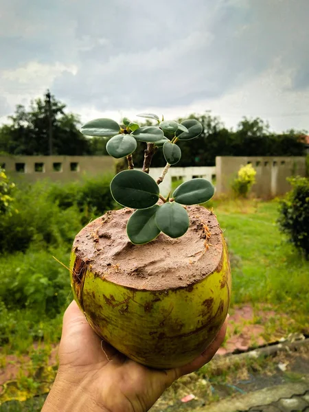 Hindistan cevizli incir ağacının bonsai 'si