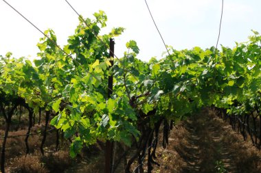 Üzüm dünyada yetiştirilen en önemli mahsuldür. Çoğunlukla şarap yapmak ve kuru üzüm hazırlamak için ve sonra da masa olarak taze meyve olarak yetişti. Hindistan 'da ise daha çok masa kullanımı için yetiştirilir. Üzüm ekiminin kökeni olduğuna inanılır.