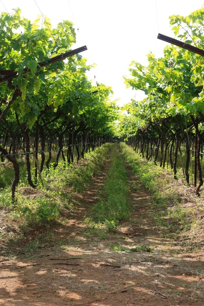 Uva Cultivo Más Importante Del Mundo Sobre Todo Cultiva Para — Foto de Stock