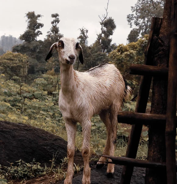 GOAT IN NATURAL LOCATION OF SOUTH GUJARAT RURAL AREA IN INDIA