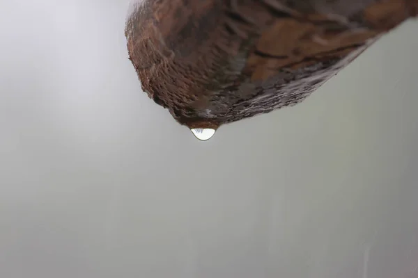 Вода Капает Лесов Плоской Подсобке — стоковое фото