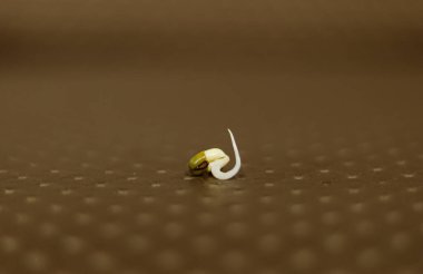 Filizlenme, tohumların ya da sporların filizlenip filizlenerek yeni yapraklar, tomurcuklar ya da yeni gelişen diğer parçaların daha fazla büyümesini sağlayan doğal bir süreçtir.