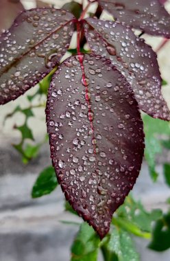 GÖZLÜK KUTUKLARI BÜYÜK SAVAŞLARINDA SU DÜKLENDİ GÜL