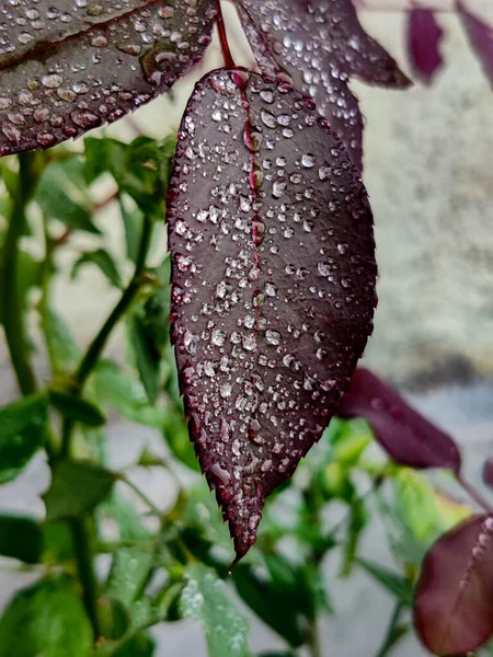 Fronteiras Rosas Cobertadas Com Dropletos Água Fronteiro Escrito — Fotografia de Stock