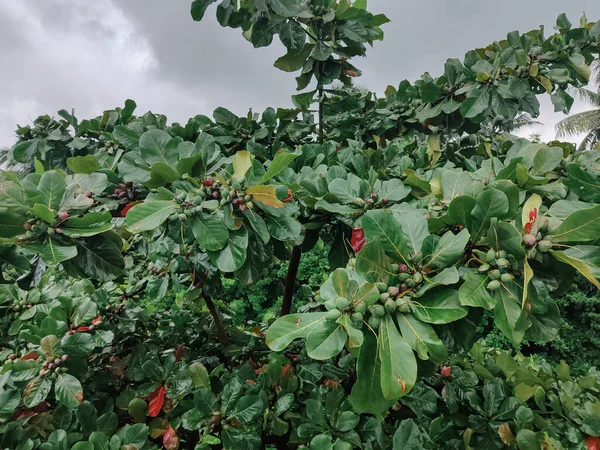 Bir sürü yeşil badem olan Almond Ağacı