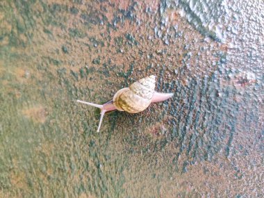 Karasal salyangozlar (salyangozlar ve sümüklüböcekler) Gastropoda sınıfına aittir ve bugüne kadar 35.000 tür tanımlanmıştır. ... Hindistan 'da 1129 tür var. Batı Ghat 'ları ve Kuzey-Doğu Hindistan türlerinin en yüksek sayısına sahiptir.,