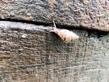 Karasal salyangozlar (salyangozlar ve sümüklüböcekler) Gastropoda sınıfına aittir ve bugüne kadar 35.000 tür tanımlanmıştır. ... Hindistan 'da 1129 tür var. Batı Ghat 'ları ve Kuzey-Doğu Hindistan türlerinin en yüksek sayısına sahiptir.,