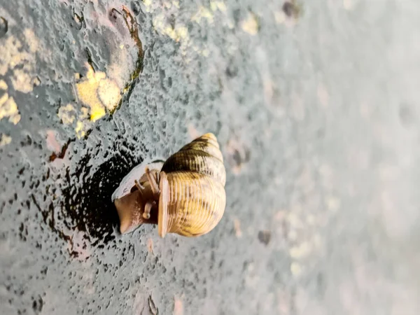 Caracóis Terrestres Caracóis Lesmas Pertencem Classe Gastropoda Têm 000 Espécies — Fotografia de Stock