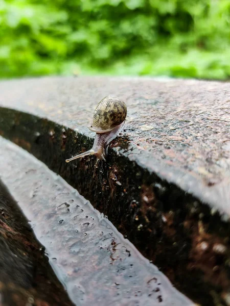 Terrestrial snails (snails and slugs) belong to the class Gastropoda and have 35,000 described species till date. ... India has 1129 species within it. The Western Ghats and North-east India have the highest number of species,