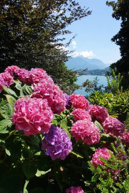 Como Gölü kıyılarında güzel canlı ortancalar çiçek.