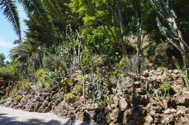 Villa Carlotta Botanik Bahçesi Kaktüs Alley