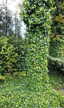 Çayırda bir bahar çiçeği halısı.