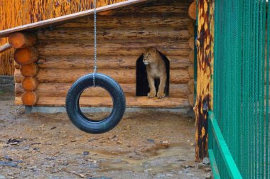 Hayvanat bahçesinde kafesteki genç dişi aslanlar.