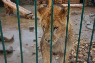 Hayvanat bahçesinde kafesteki genç dişi aslanlar.