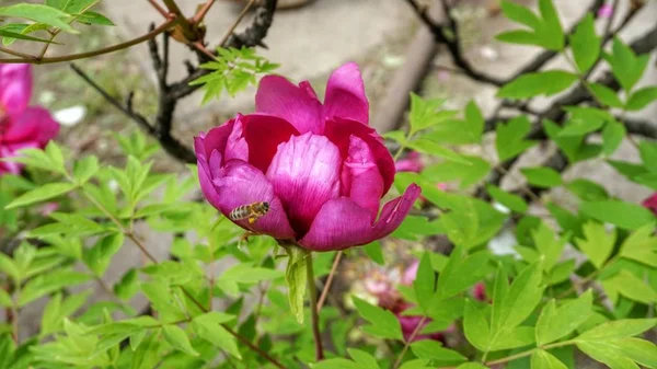 Árbol Peonía Flor Grande —  Fotos de Stock