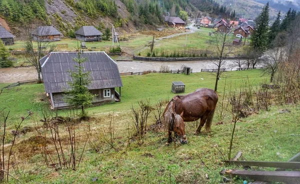 Accueil Cheval Pâturages Sur Une Pelouse Verte Dans Les Montagnes — Photo