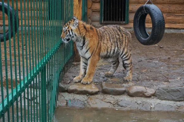 Adulto Belo Jovem Tigre Caminha Uma Gaiola Zoológico — Fotografia de Stock