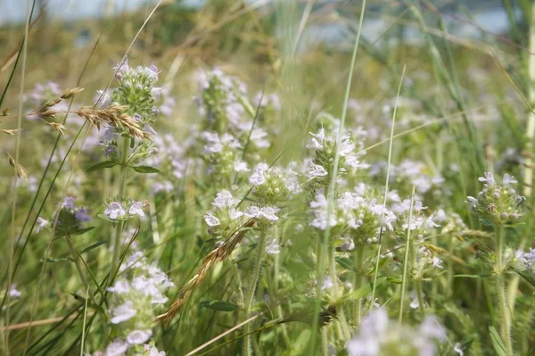 Blooming Thyme Meadow Steppe — Stock Photo, Image