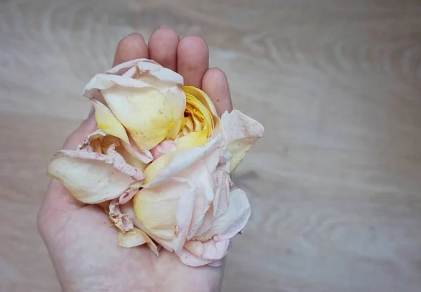 Фон Ніжних Пелюсток Троянд — стокове фото