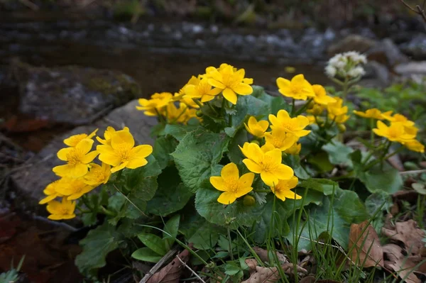 Grandes Flores Calêndula Pântano Amarelo Florescendo Perto Riacho Montanhas Cárpatas — Fotografia de Stock
