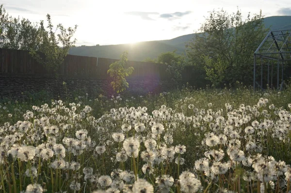 Dandelions in a meadow in the mountains. Behind the mountain the sun sets.