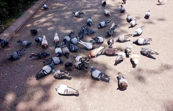 一群鸽子在沥青路面上吃着面包屑 — 图库照片