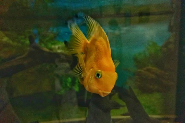 Gold fish swims in an aquarium — Stock Photo, Image
