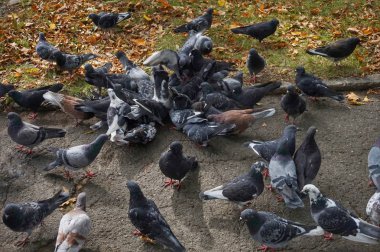 Parkta bir güvercin sürüsü koşa koşa yiyecek aramaya geldi..