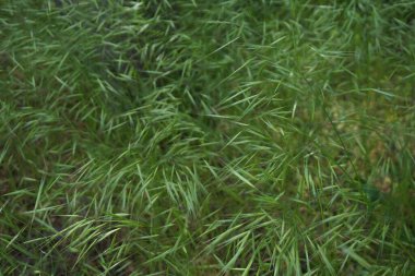 Sahadaki yeşil çimenlerin kulaklarından.