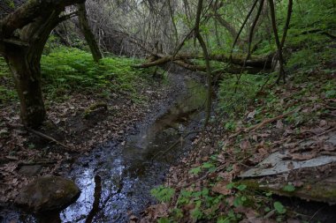 Gizemli bir ormanda bir dere akıyor..