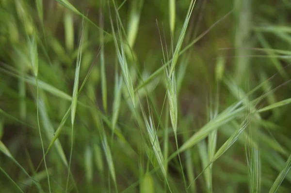 Fundo Orelhas Grama Verde Campo — Fotografia de Stock