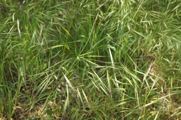 Background Ears Green Grass Field — Stock Photo, Image