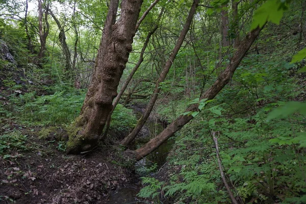 Ein Bach Fließt Einem Geheimnisvollen Wald — Stockfoto
