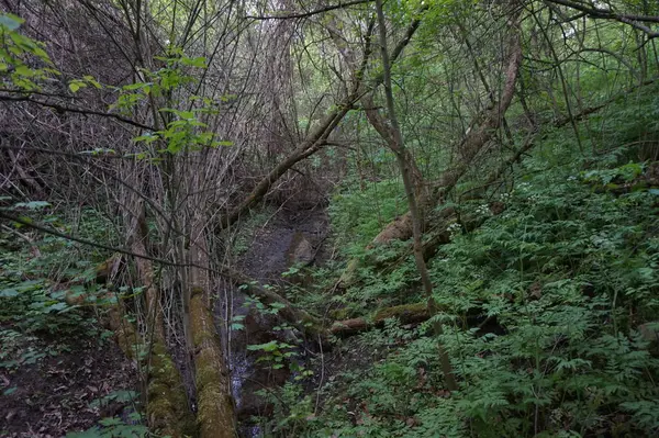 Ein Bach Fließt Einem Geheimnisvollen Wald — Stockfoto