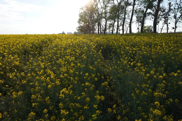 Campo Que Crece Florece Violación Planta Que Derivan Los Combustibles — Foto de Stock