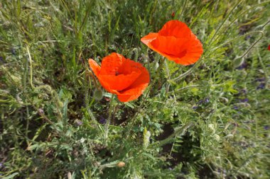 Sahada açan kırmızı gelincikler.