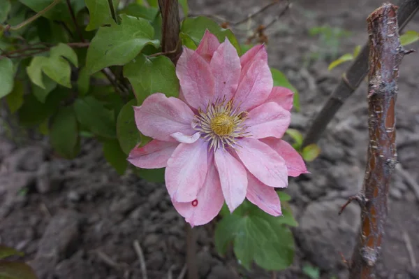 Blooming Bright Pink Hibiscus Bush — Stock Photo, Image