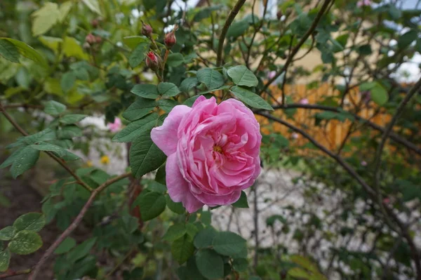 Floreciente Rosa Rosa Cerca Cerca Jardín — Foto de Stock