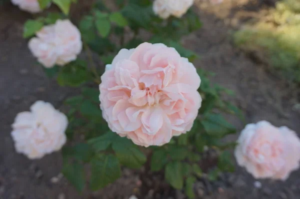 Floración Primavera Jardín Rosas Coral — Foto de Stock