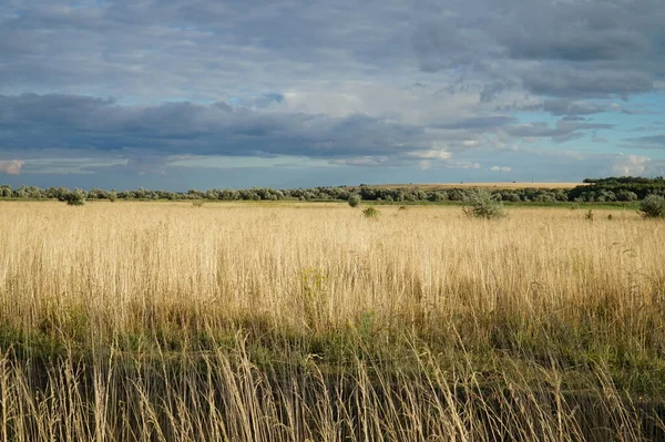 Paesaggio Ucraino Campo Giallo Cielo Blu — Foto Stock