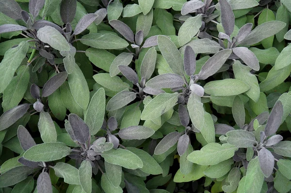 Hojas Salvia Púrpura Ornamental Salvia Officinalis Purpurea Crecen Macizo Flores — Foto de Stock