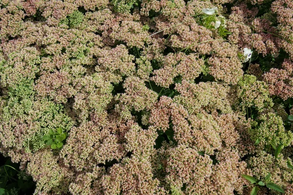 Cama Flores Stonecrop Sedum Telephium — Foto de Stock