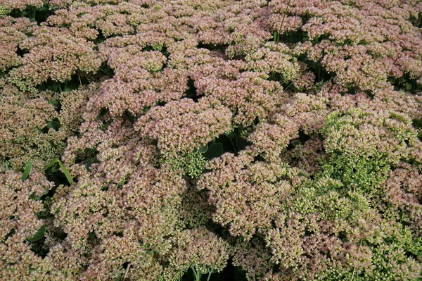 Cama Flores Stonecrop Sedum Telephium — Foto de Stock