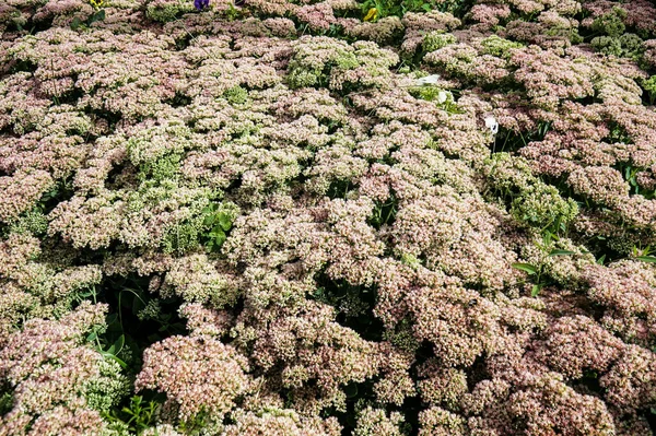 Taş Rop (sedum telephium) çiçek tarhı   