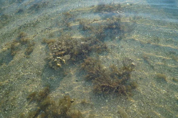 Zeewier Drijft Het Water — Stockfoto